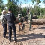 Operação Tamoiotatá aplicou mais de R$ 54 milhões em multa por crimes ambientais no sul do Amazonas