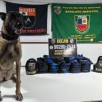 PM apreende 26 kg de drogas escondidos em embarcação e prende suspeito em Jutaí