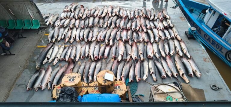 Base Arpão 2: PMAM apreendeu mais de  16 toneladas de pescado ilegal em Coari