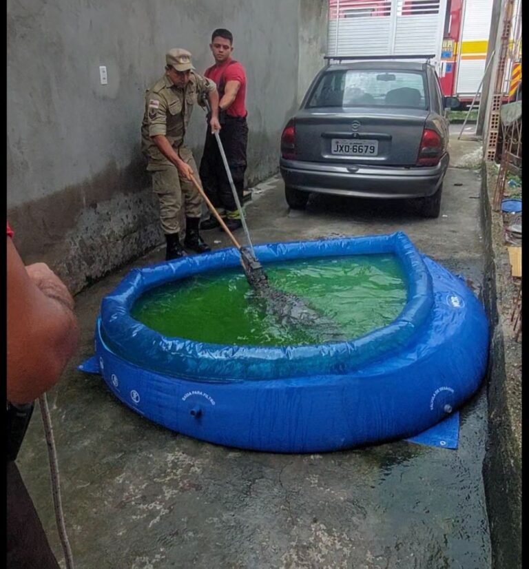 Jacaré é encontrado em piscina de plástico e assusta moradora em Manaus
