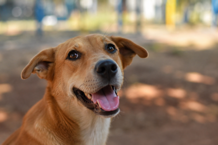 Martha Falcão oferece serviços veterinários gratuitos em Manaus